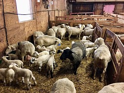Des brebis et leurs agneaux nouveaux-nés